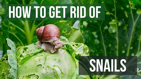 How to get rid of snails