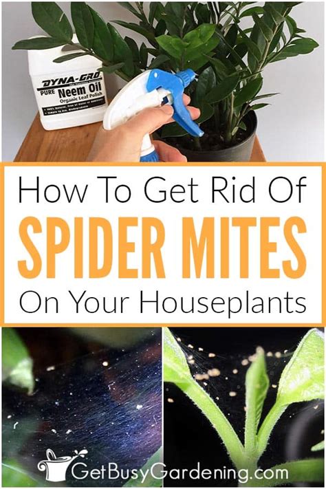 How to get rid of spider mites