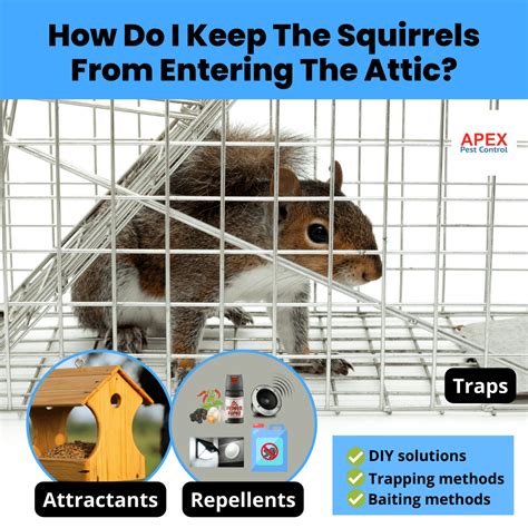 How to get rid of squirrels in the attic