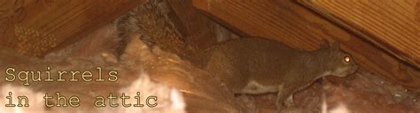How to get rid of squirrels in the attic with noise and light