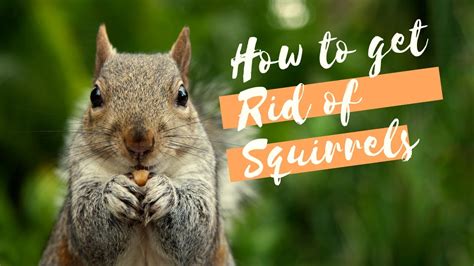 How to get rid of squirrels in the roof