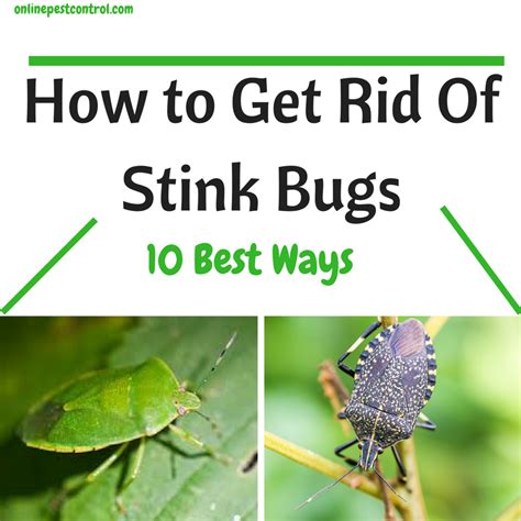 How to get rid of stink bugs