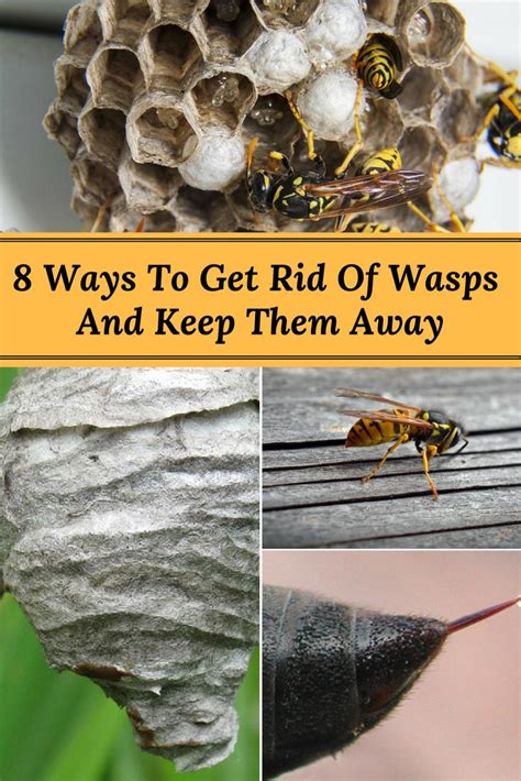 How to get rid of wasps
