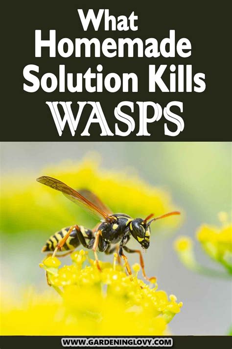 How to get rid of wasps for good