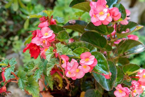 How to grow a begonia in a container
