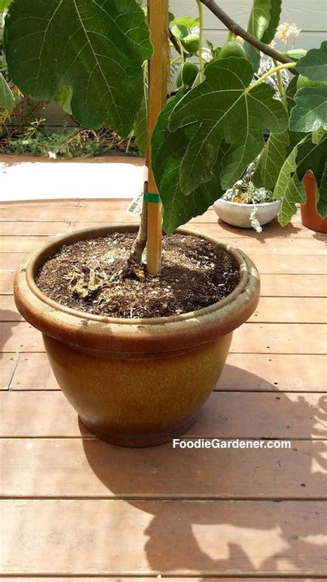 How to grow a fig tree in a container