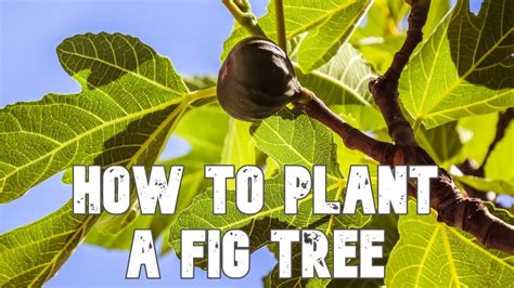 How to grow a fig tree in the ground