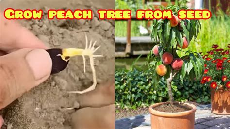 How to grow a peach tree from seed