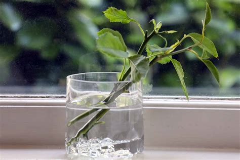 How to grow a plant from a cutting in water
