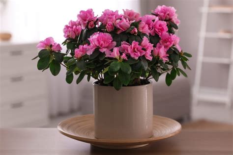 How to grow an azalea in a pot
