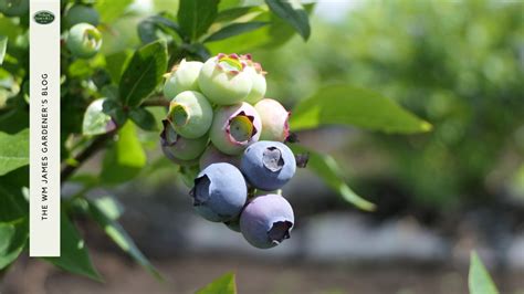 How to grow blueberries from seed