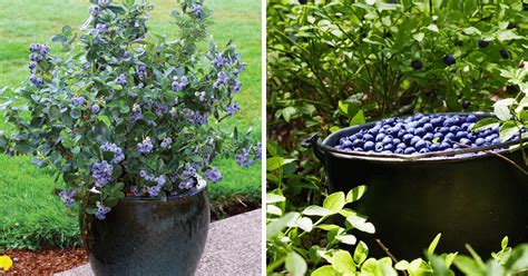 How to grow blueberries in pots