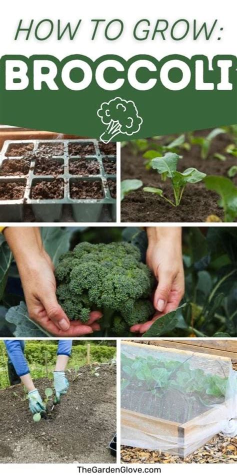 How to grow broccoli: know the two types of broccoli