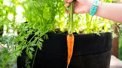 How to grow carrots in containers