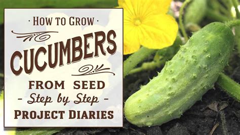 How to grow cucumbers from seed