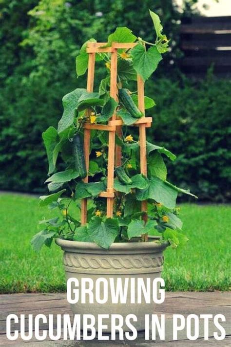 How to grow cucumbers in pots
