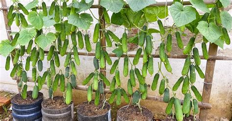 How to grow cucumbers vertically on a pergola