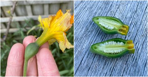 How to grow daffodils from seed