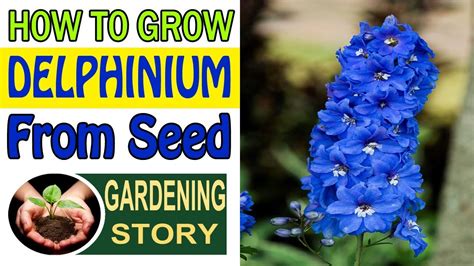 How to grow delphiniums from seed