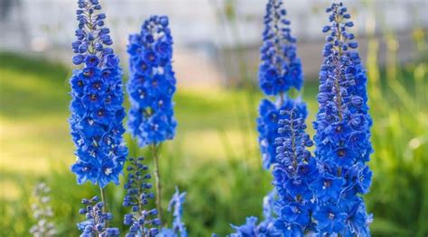 How to grow delphiniums in pots
