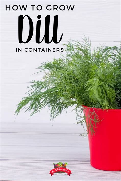 How to grow dill in containers
