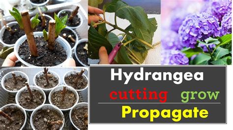 How to grow hydrangeas from cuttings