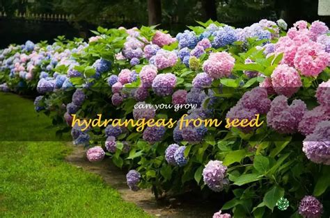 How to grow hydrangeas from seed