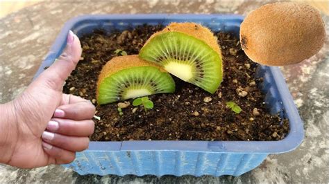 How to grow kiwi from seed