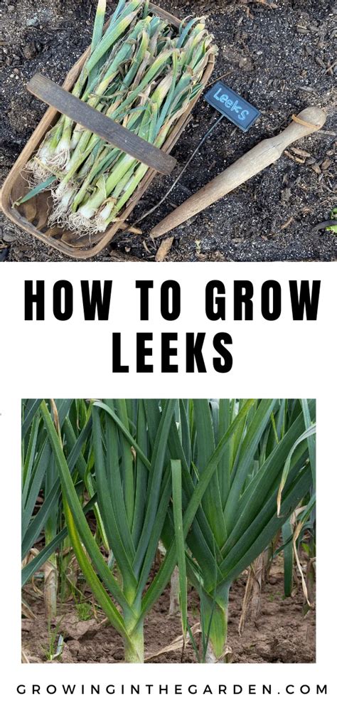 How to grow leeks from leeks