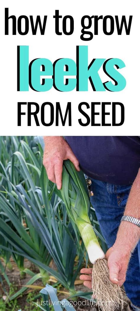 How to grow leeks from seed