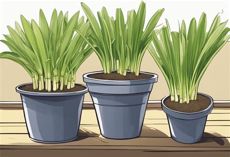 How to grow leeks in pots