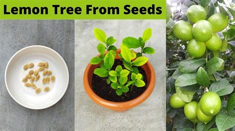 How to grow lemon from seed