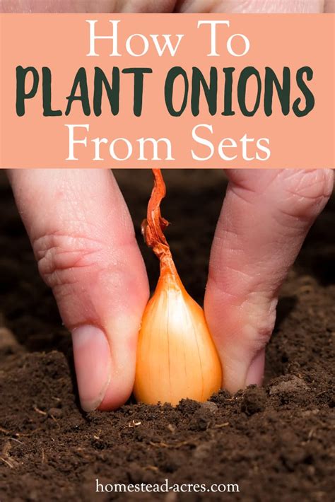 How to grow onions from sets