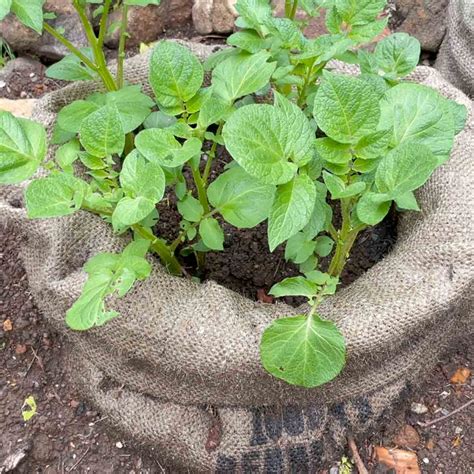 How to grow potatoes in a bag in time for Christmas