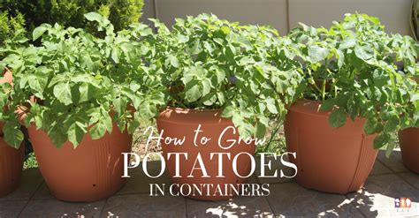 How to grow potatoes in a container