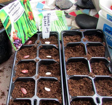 How to grow runner beans from seed