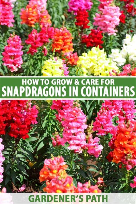 How to grow snapdragons in containers