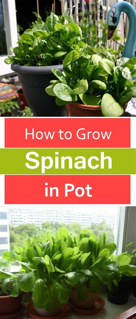 How to grow spinach in pots