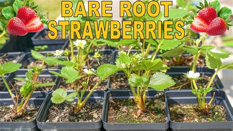 How to grow strawberries from bare root