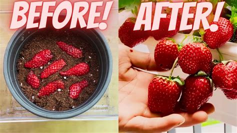 How to grow strawberries from seed