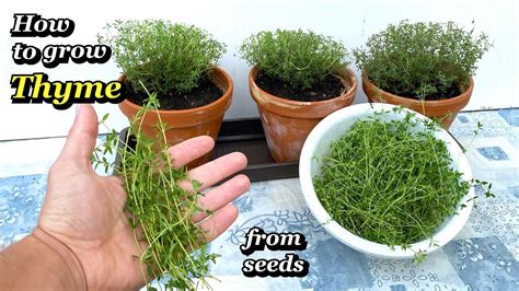 How to grow thyme from seed