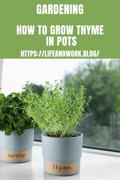 How to grow thyme in pots