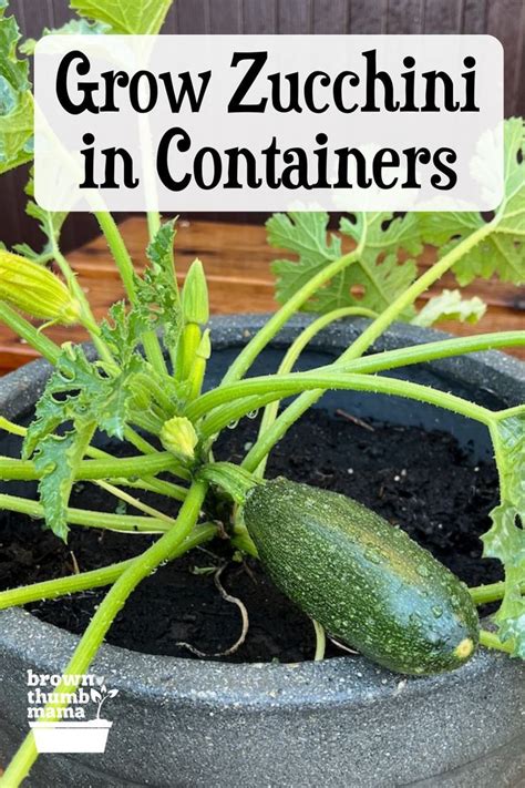 How to grow zucchini in a container
