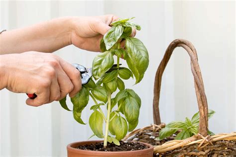 How to harvest basil