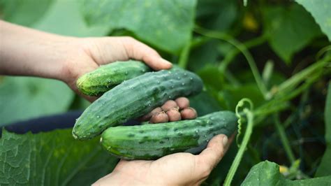 How to harvest cucumbers