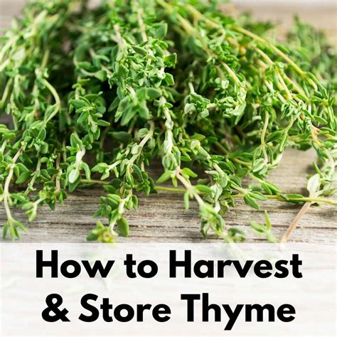 How to harvest thyme