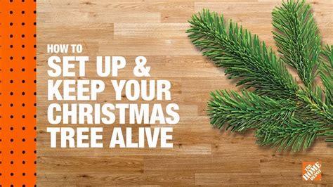 How to keep a Christmas tree alive