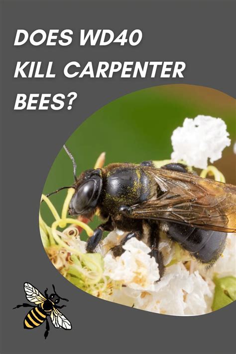 How to kill carpenter bees with WD40