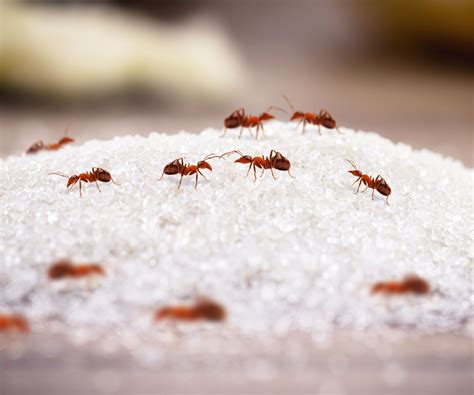 How to kill red ants in your home
