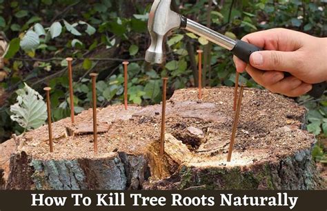 How to kill tree roots